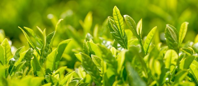 にゃーじの台湾茶